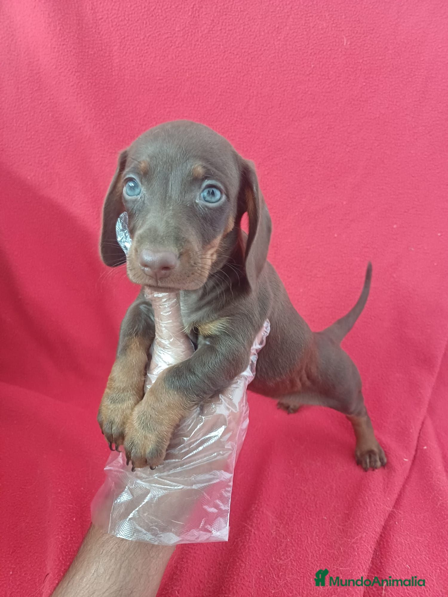 Teckel Miniatura perros Teckel Mini Chocolate  - Anuncio 1