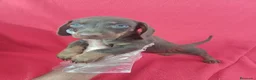 Teckel Miniatura perros en venta: Teckel Mini Chocolate  - Anuncio 1