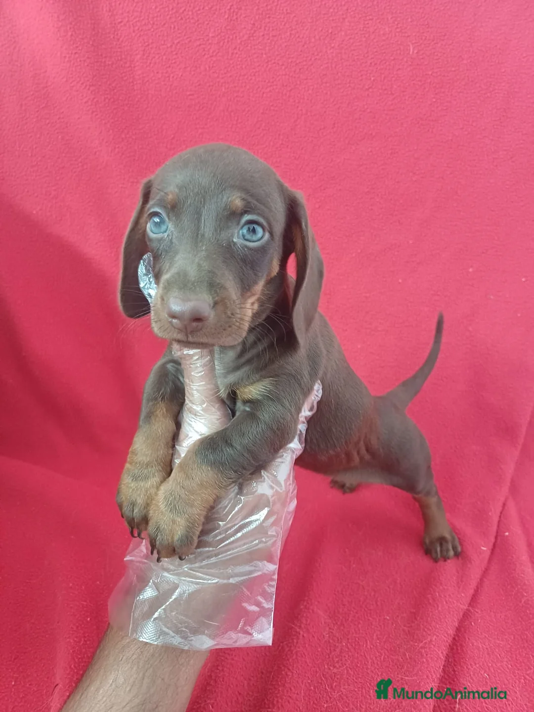 Teckel Miniatura perros en venta: Teckel Mini Chocolate  - Anuncio 1