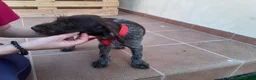 Braco Alemán de Pelo Duro perros en venta: Cachorros de DRAHTHAAR  - Anuncio 6