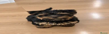 Yorkshire Terrier 1