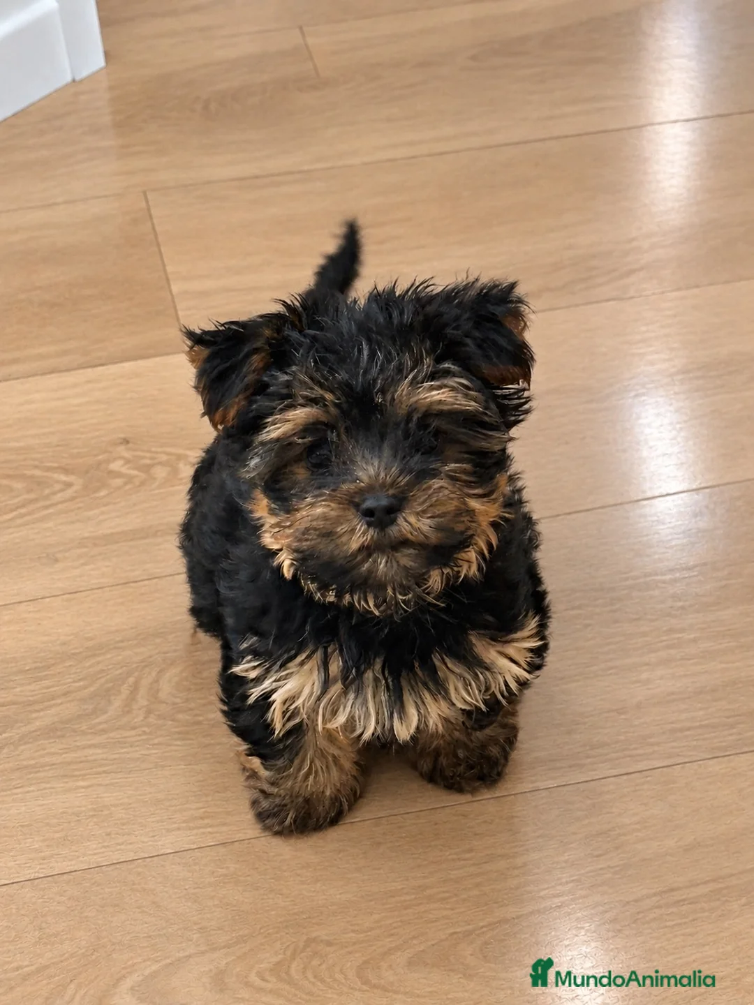 Yorkshire Terrier perros en venta: Yorkshire toy negro fuego  - Anuncio 2