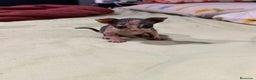 Sphynx gatos en venta: Preciosa cameda de ephynx - Anuncio 9