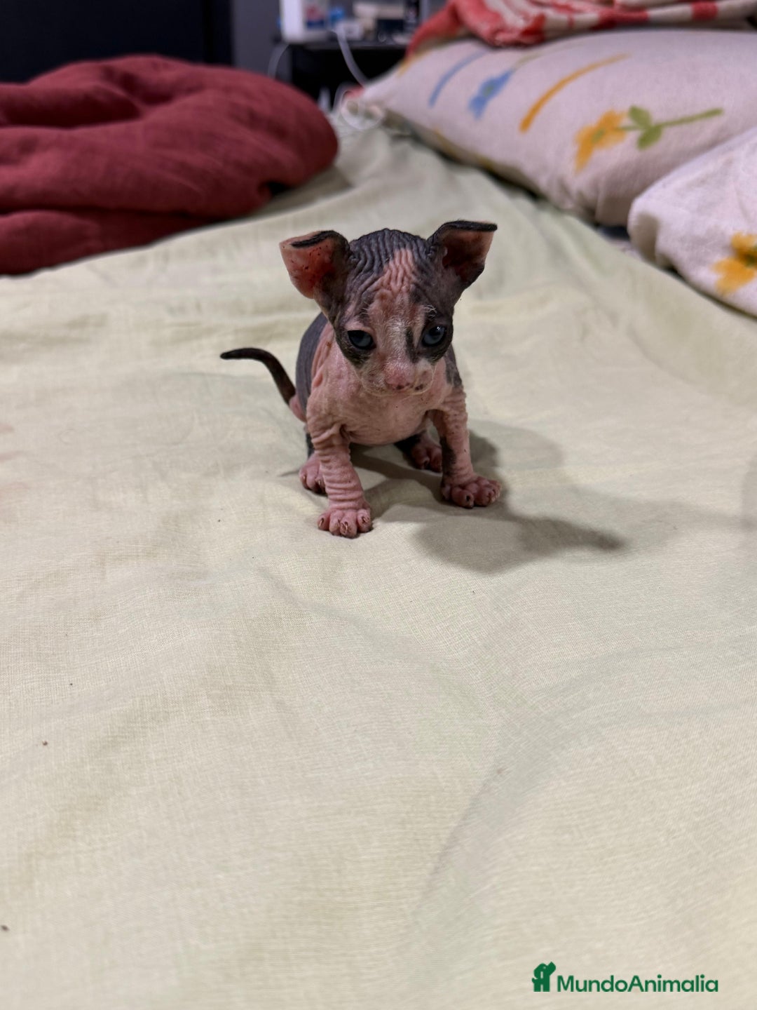 Sphynx gatos en venta: Preciosa cameda de ephynx - Anuncio 9
