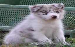 Border Collie perros en venta: MACHO rojo mirlo de Border Collie - Imagen 12