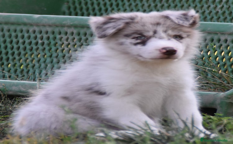 Border Collie perros - Propaganda 16