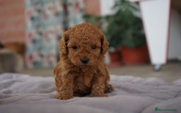 Caniche Toy perros en venta: ❤️ Atom y Solana – Caniches toy rojos  🐾 - Imagen 8