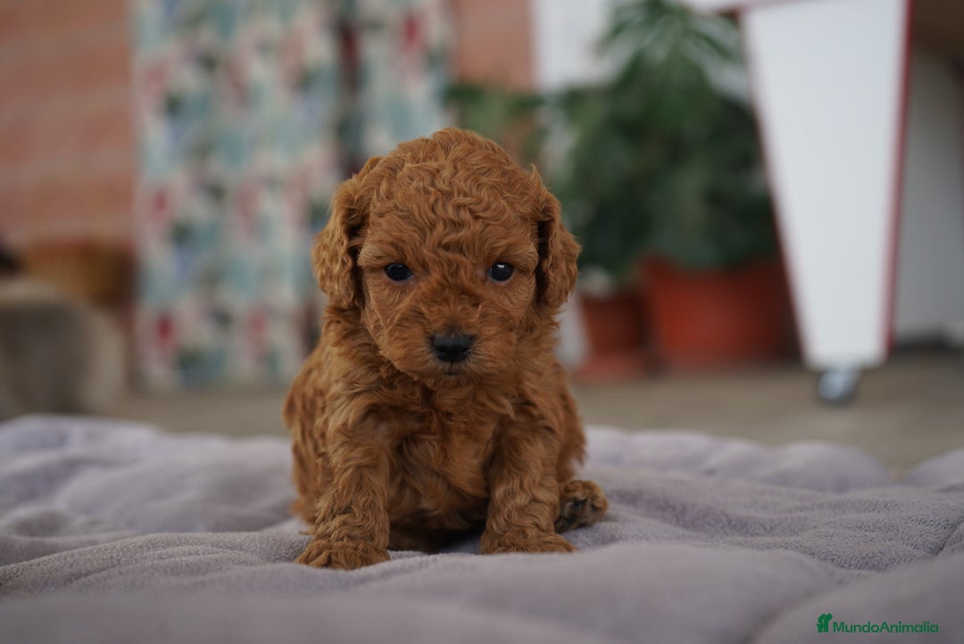 Caniche Toy perros en venta: ❤️ Atom y Solana – Caniches toy rojos  🐾 - Imagen 8