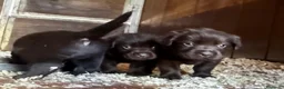 Labrador Retriever perros en venta: labrador chocolate  - Anuncio 8