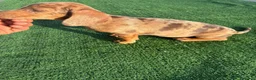 Teckel Miniatura perros en venta: Disponible Teckels de Calidad  - Anuncio 8