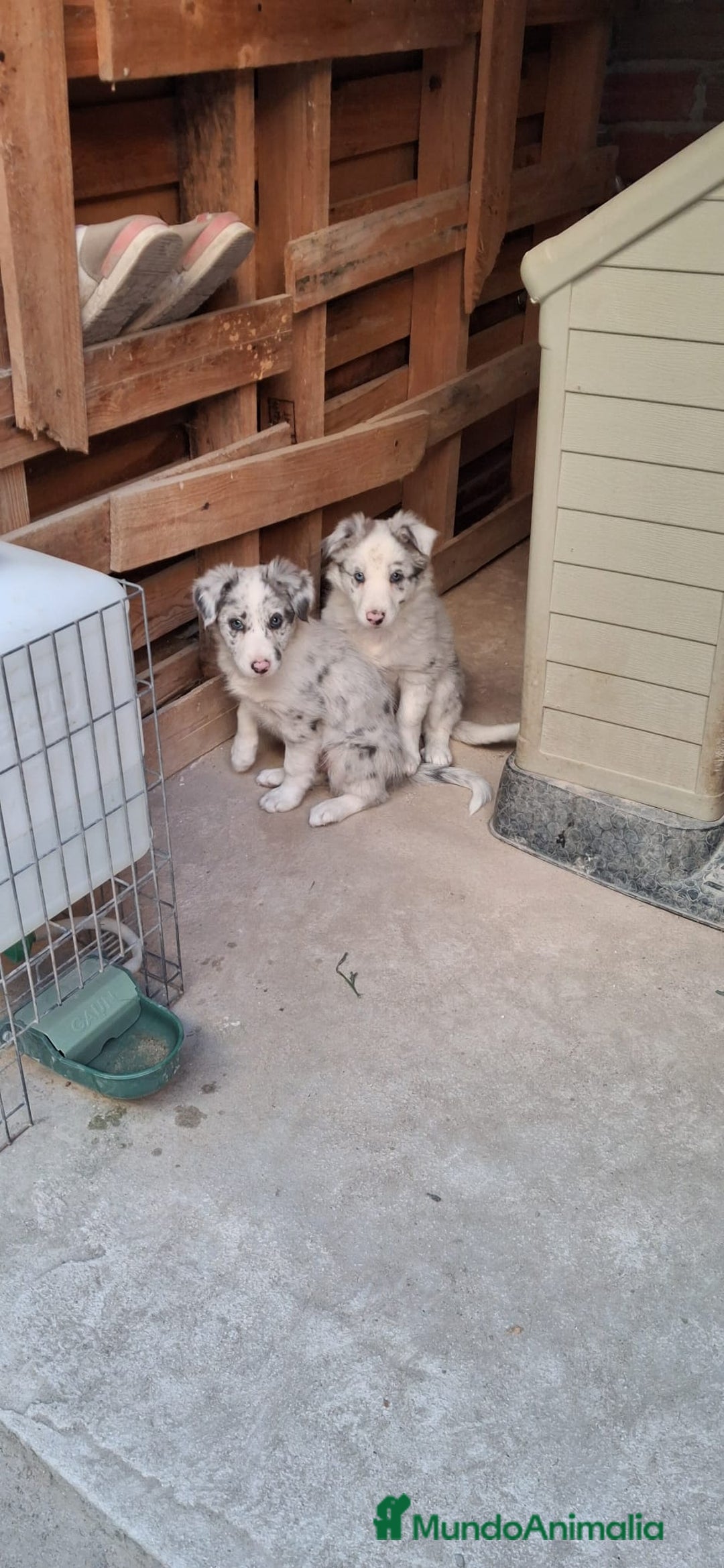 Border Collie perros en venta: Boder collie Getafe - Imagen 2