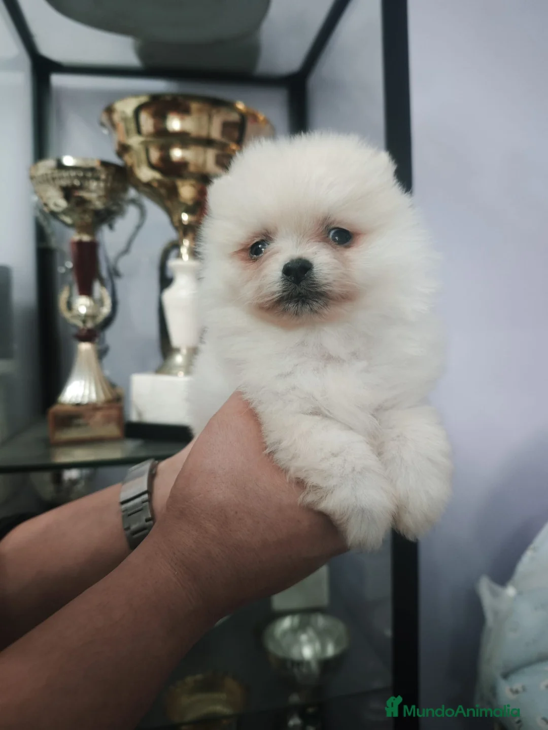 Pomerania perros en venta: Preciosos Lulú Pomerania crema - Anuncio 2