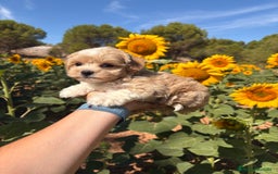 Maltipoo perros en venta: Maltipoo fotos actuales de los cachorros!! - Imagen 16