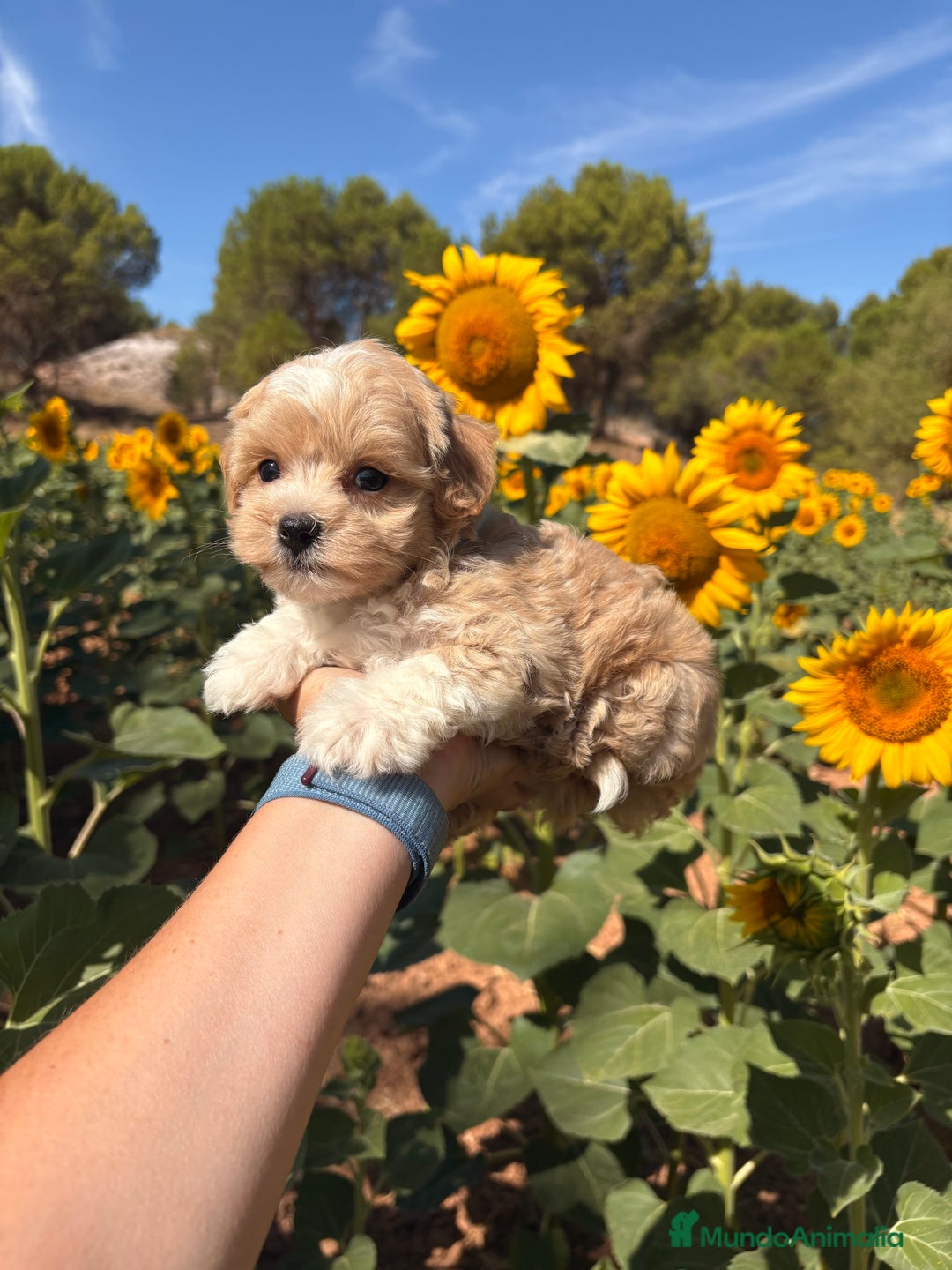 Maltipoo perros en venta: Maltipoo fotos actuales de los cachorros!! - Imagen 16