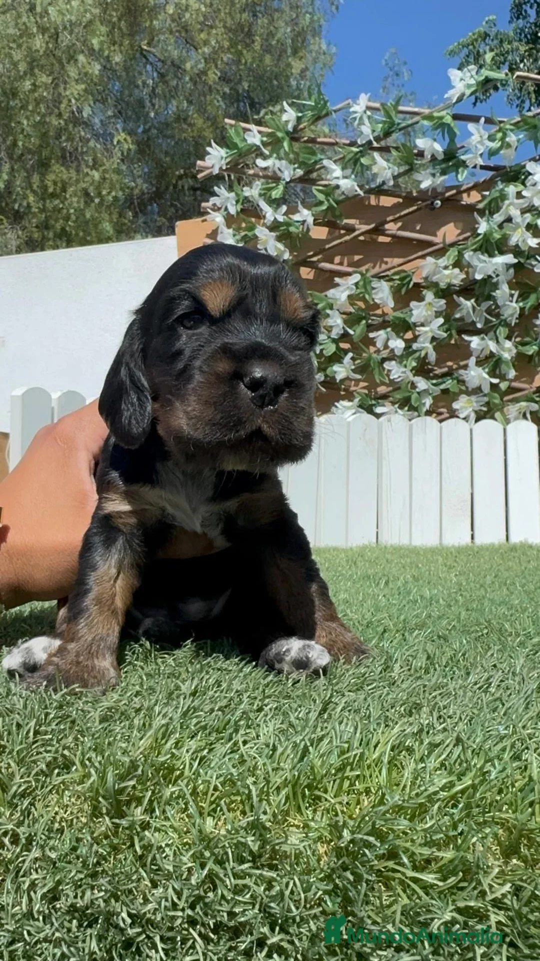 Cocker Spaniel Inglés perros en venta: COCKER SPANIEL INGLES - Anuncio 23