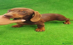 Teckel Miniatura perros en venta: Teckel kanichen  - Anuncio 2