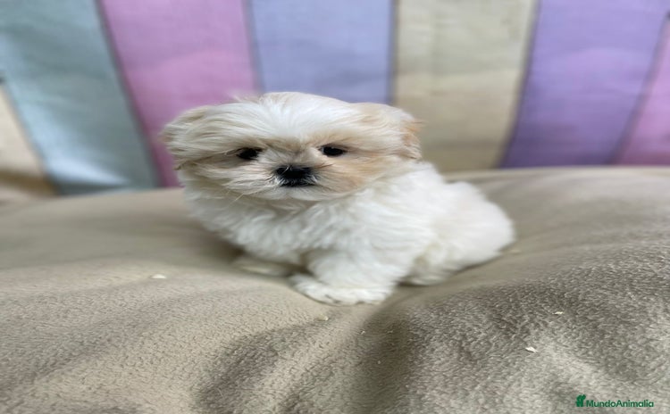 Shih Tzu perros Shih tzu macho y hembra disponible!! - Anuncio 2