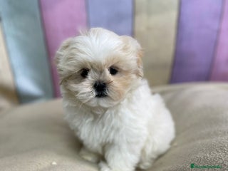 Shih Tzu perros Shih tzu macho y hembra disponible!! - Anuncio 2