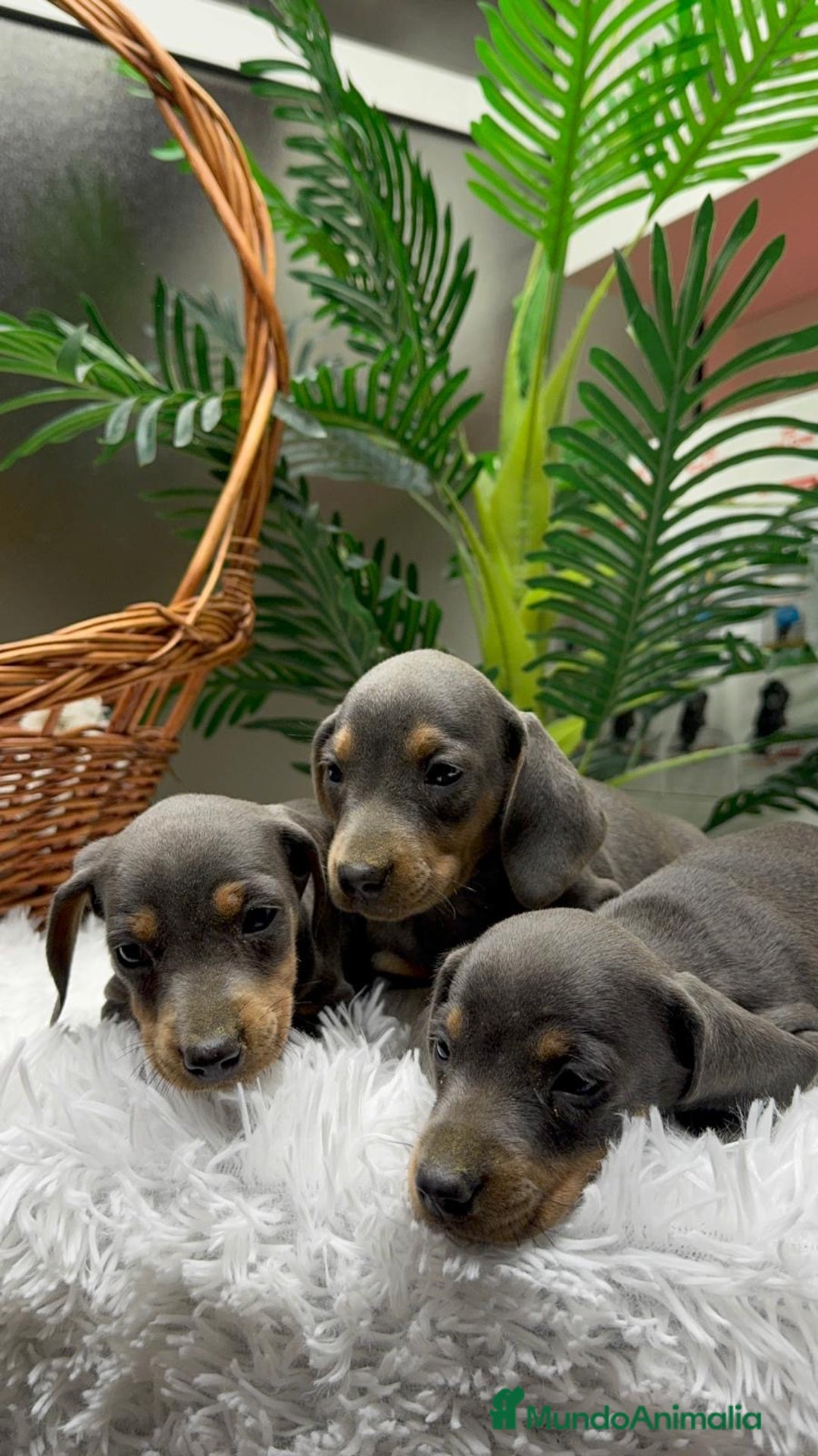 Teckel Miniatura perros en venta: TECKEL MINIATURA BLUE AND TAN - Anuncio 15