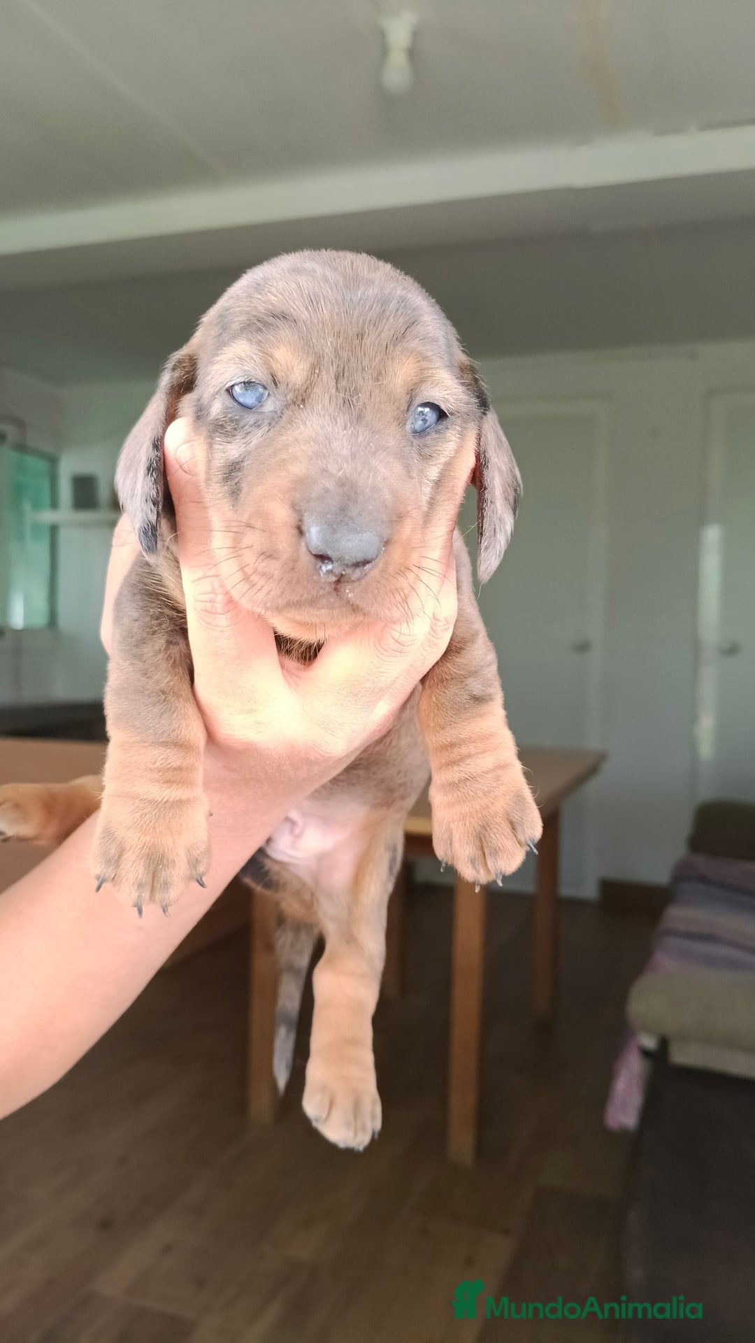 Teckel perros en venta: Teckels kaninchen hembra  - Imagen 4