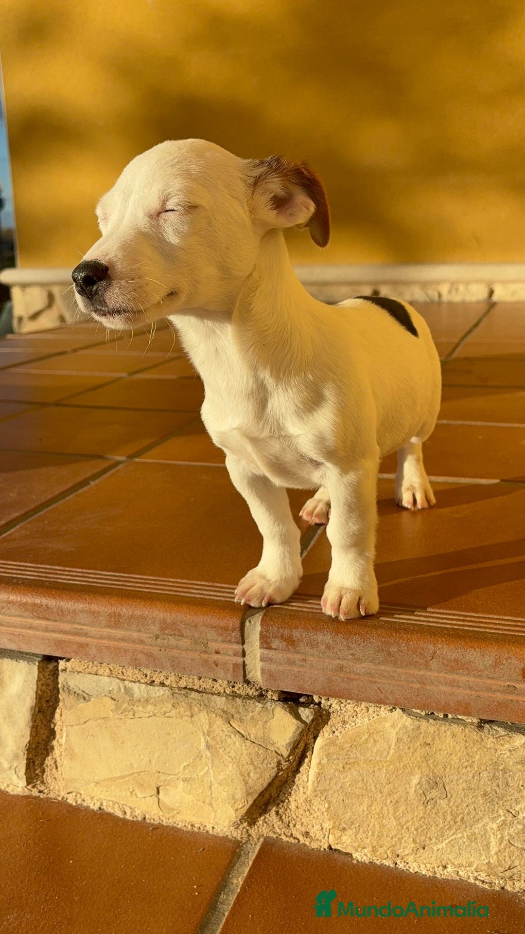 Jack Russell Terrier perros en venta: Cachorros de Jack russell  - Anuncio 18
