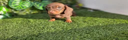 Teckel Miniatura perros en venta: TECKEL MINI & KANNINCHEN CHOCOLATE - Anuncio 3