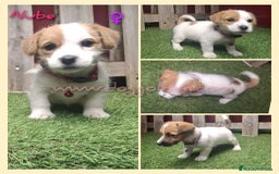 Jack Russell Terrier perros en venta: Jack Russell Terrier - Imagen 2
