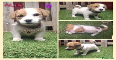 Jack Russell Terrier perros - Anuncio 4