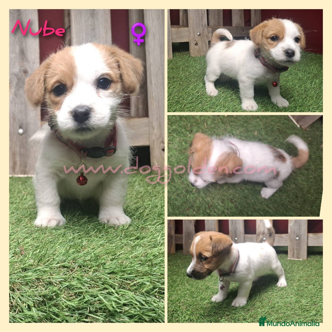 Jack Russell Terrier perros en venta: Jack Russell Terrier - Imagen 2