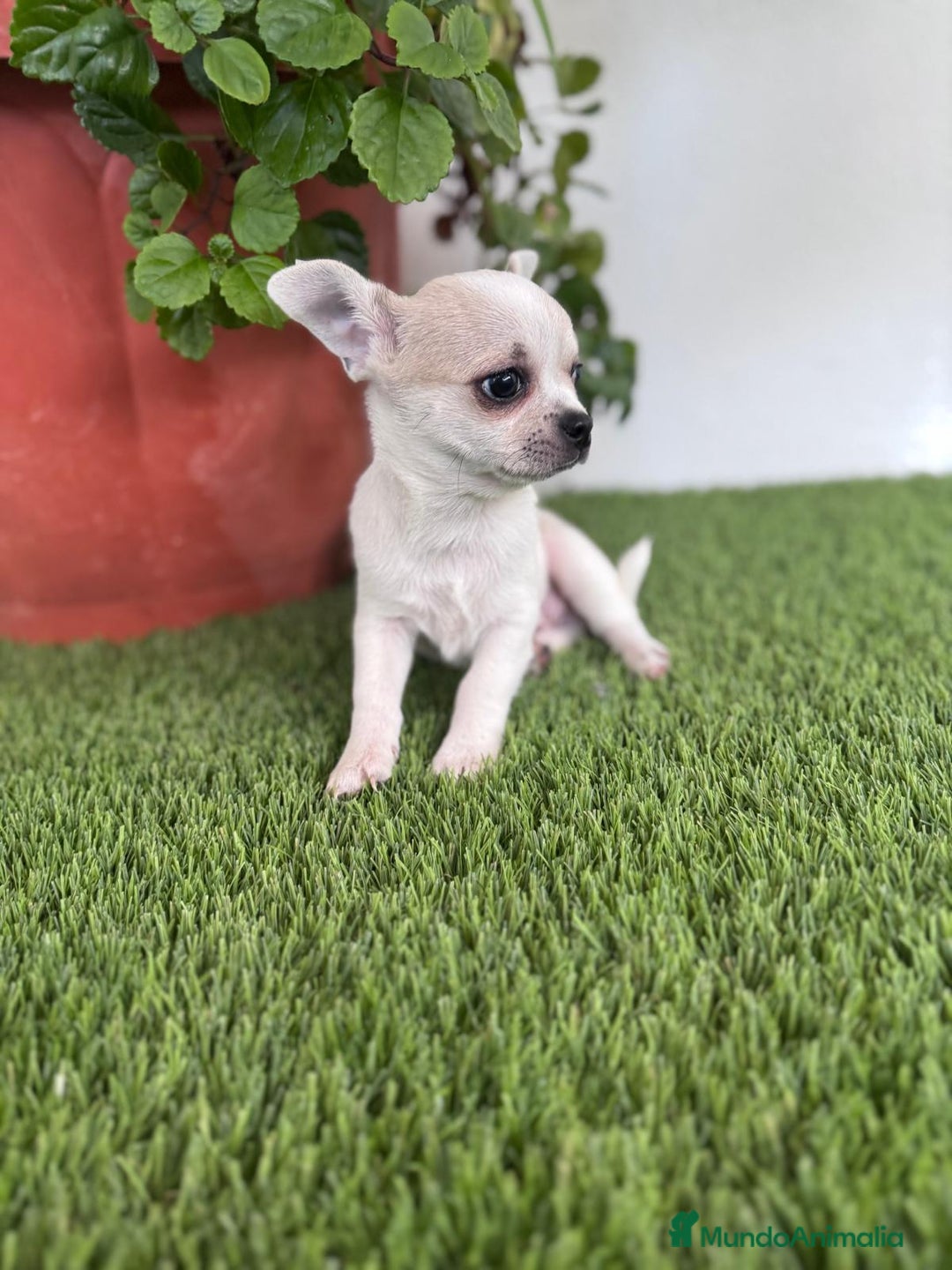 Chihuahua perros en venta: CHIHUAHUA  - Imagen 15