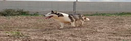 Husky Siberiano perros en venta: Husky Siberiano  - Anuncio 4