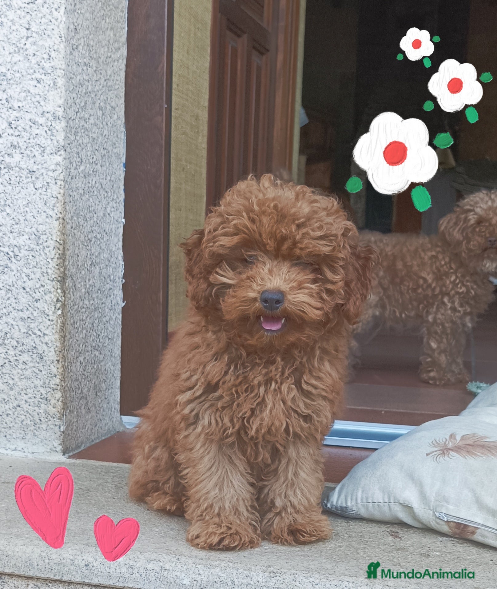 Caniche Toy perros Macho caniche toy - Anuncio 1