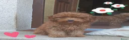 Caniche Toy perros en venta: Macho caniche toy - Anuncio 1