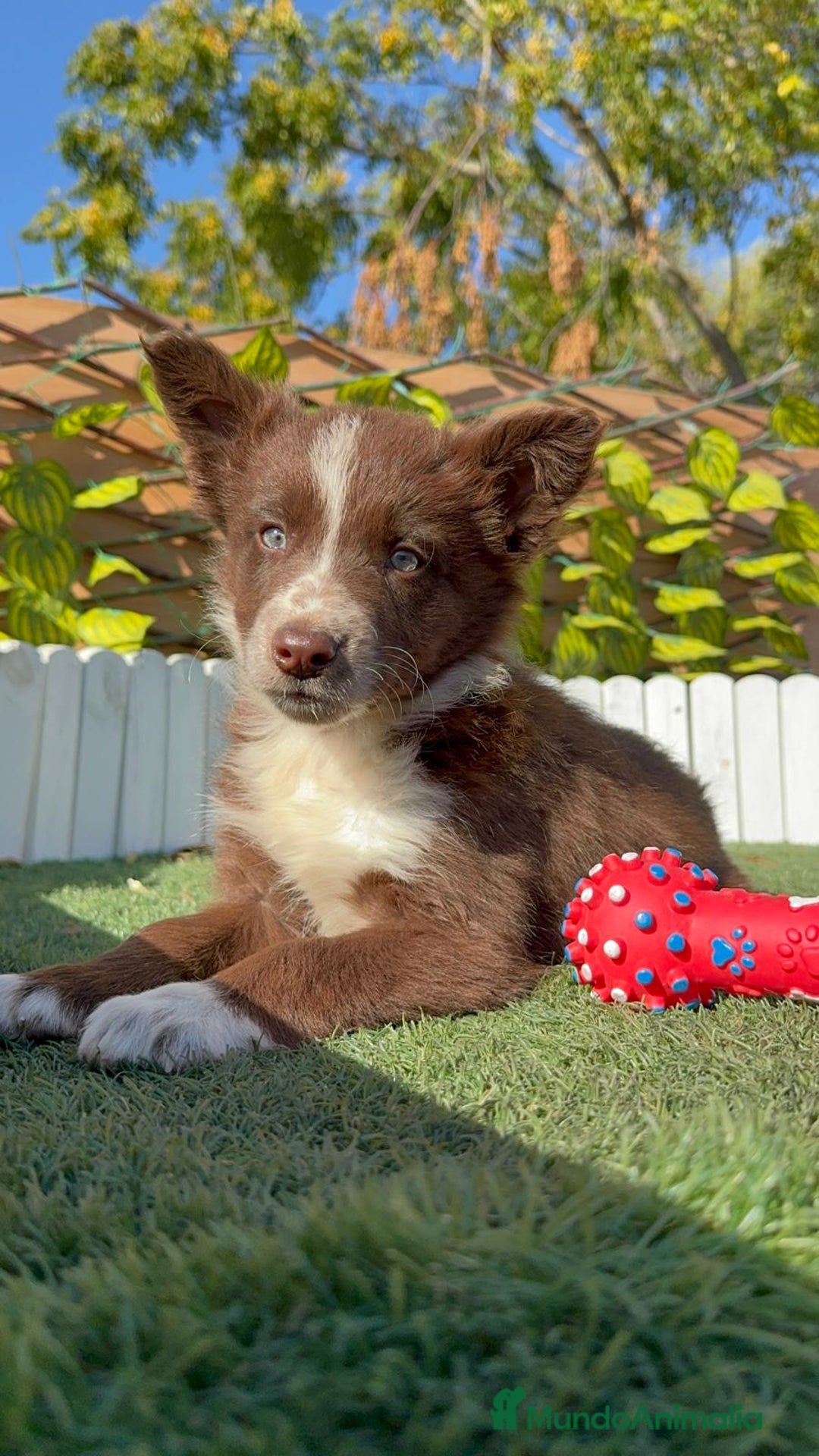 Border Collie perros en venta: BORDER COLLIE MACHO - Anuncio 1