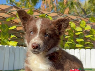 Border Collie perros BORDER COLLIE MACHO - Anuncio 1