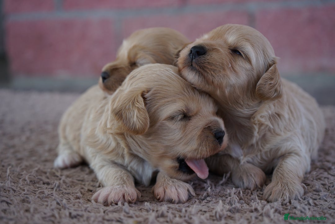 Maltipoo perros en venta: 🌸 TRES PEQUEÑAS Y AMOROSAS MALTIPOO 🌸 - Imagen 5