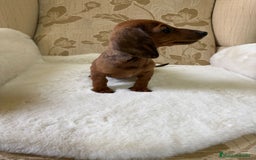 Teckel Miniatura perros en venta: Teckel miniatura varios colores  - Imagen 12