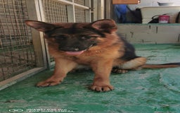 Pastor Alemán perros en venta: Cachorras pastor alemán, pedigre en Pontevedra - Imagen 9