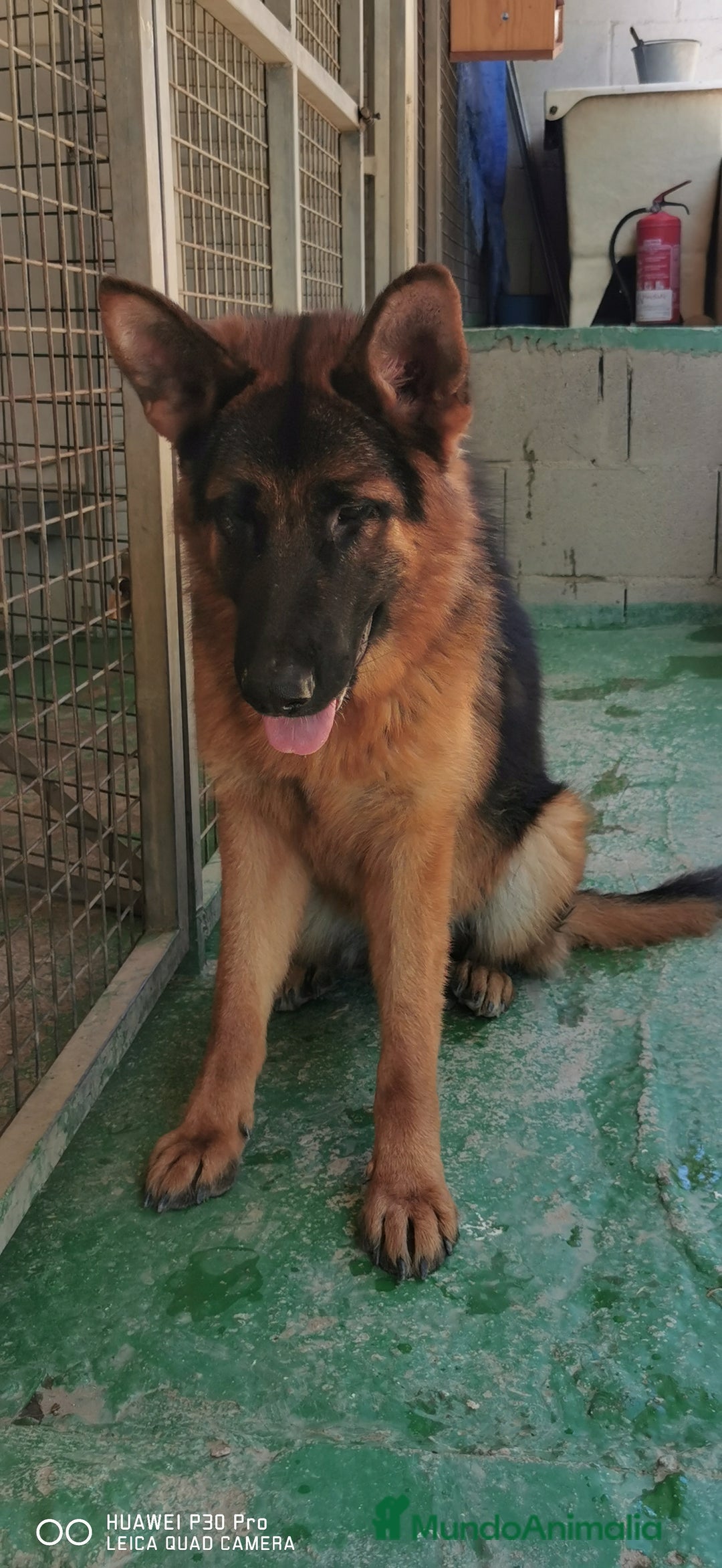 Pastor Alemán perros en venta: Cachorras pastor alemán, pedigre en Pontevedra - Imagen 9