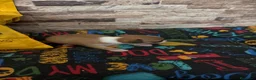 Chihuahua perros en venta: Chihuahua toy  - Anuncio 2