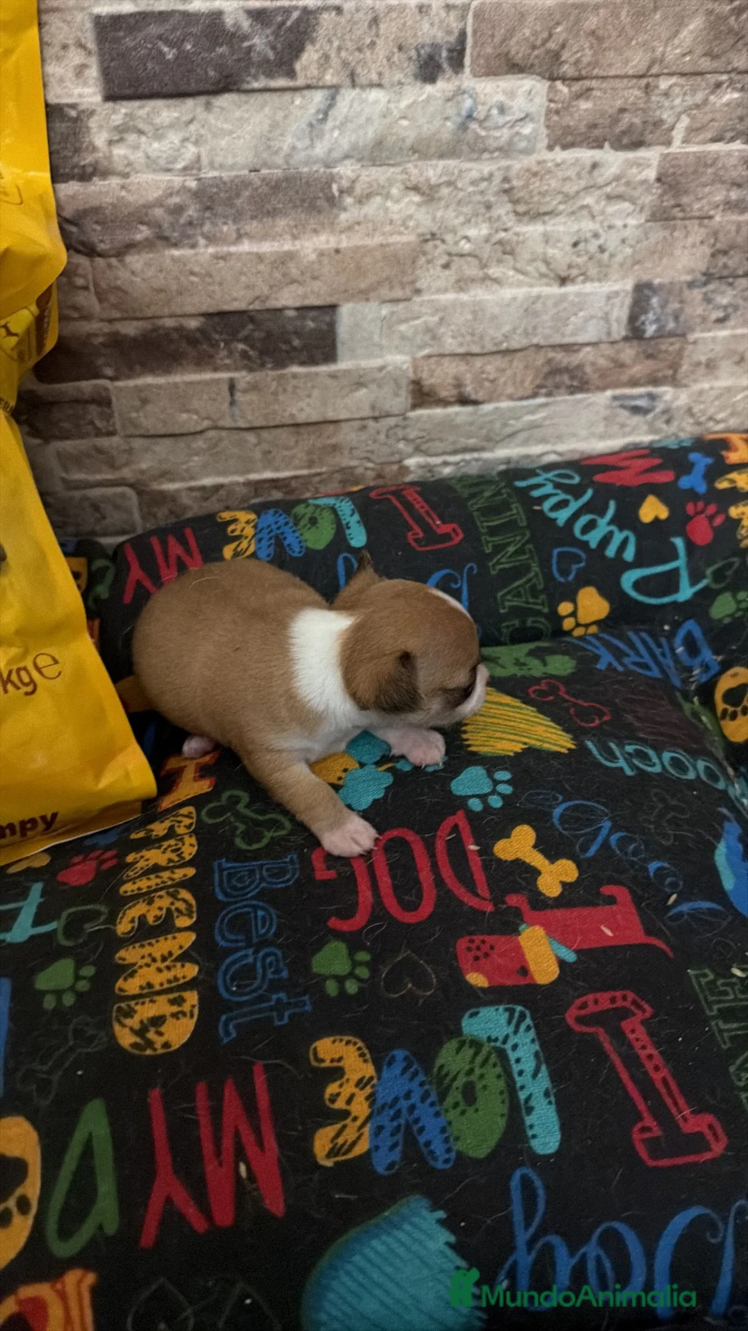 Chihuahua perros en venta: Chihuahua toy  - Anuncio 2