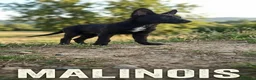 Pastor Belga Malinois perros en venta: Pastor Belgas malinois de calidad  - Anuncio 3