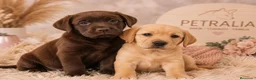 Labrador Retriever perros en venta:  LABRADORES DISPONIBLES 🐾 - Anuncio 2