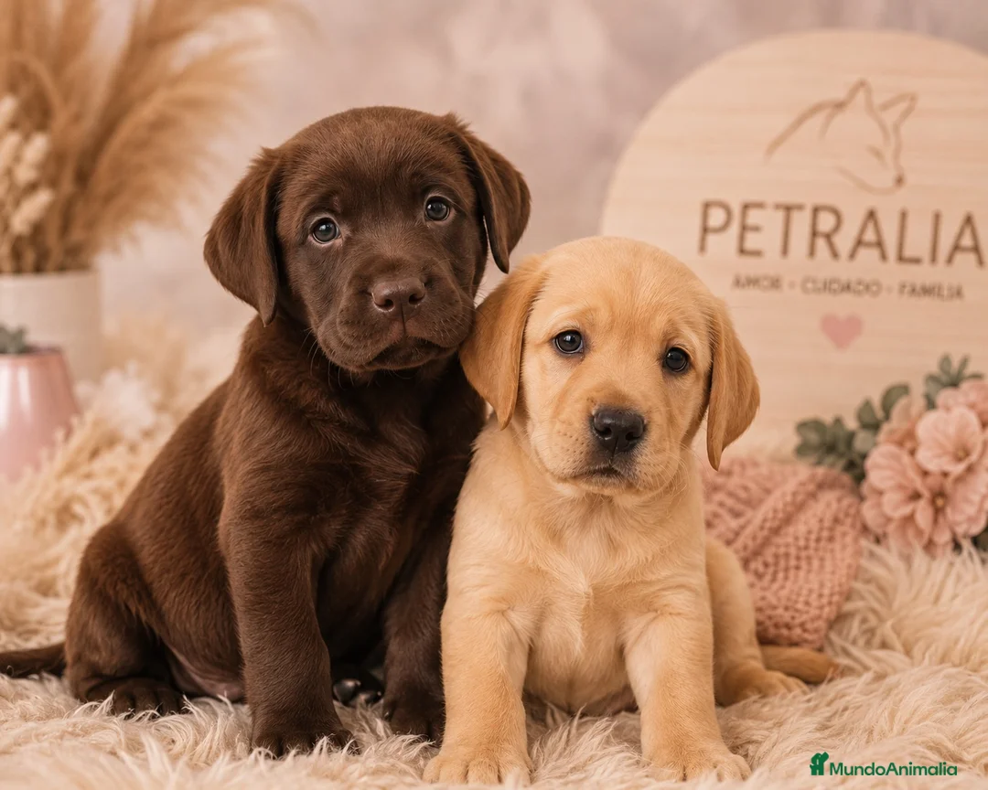 Labrador Retriever perros en venta:  LABRADORES DISPONIBLES 🐾 - Anuncio 2