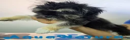 Raza Mixta perros en venta: Havayork (Habanero + Yorkshire) Hembra GUAPISIMA  - Anuncio 2