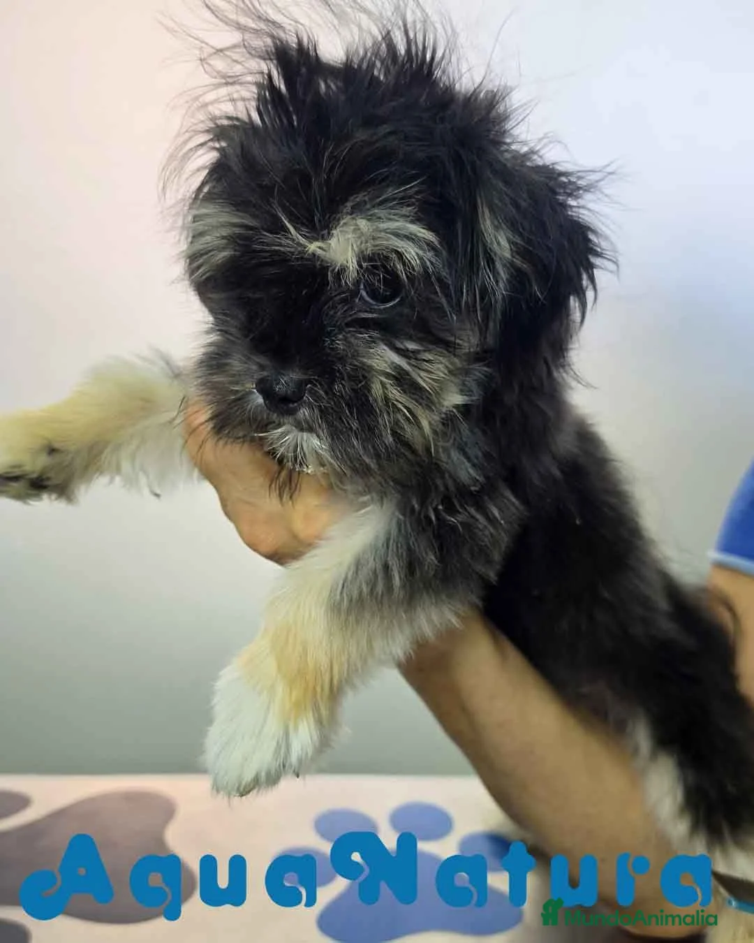 Raza Mixta perros en venta: Havayork (Habanero + Yorkshire) Hembra GUAPISIMA  - Anuncio 2