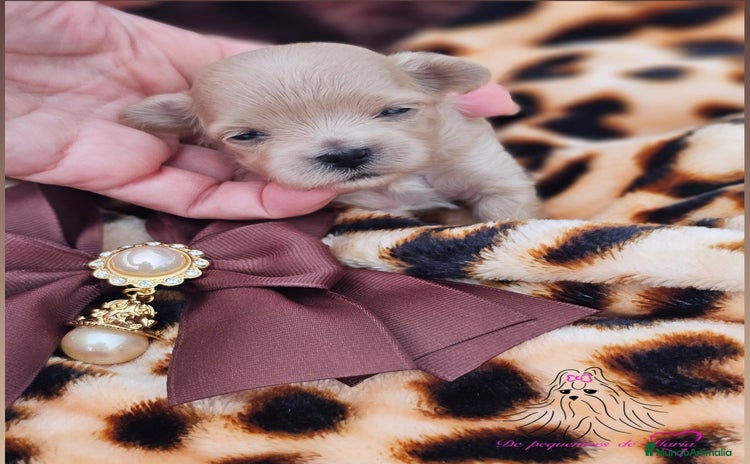 Maltipoo perros - Anuncio 1