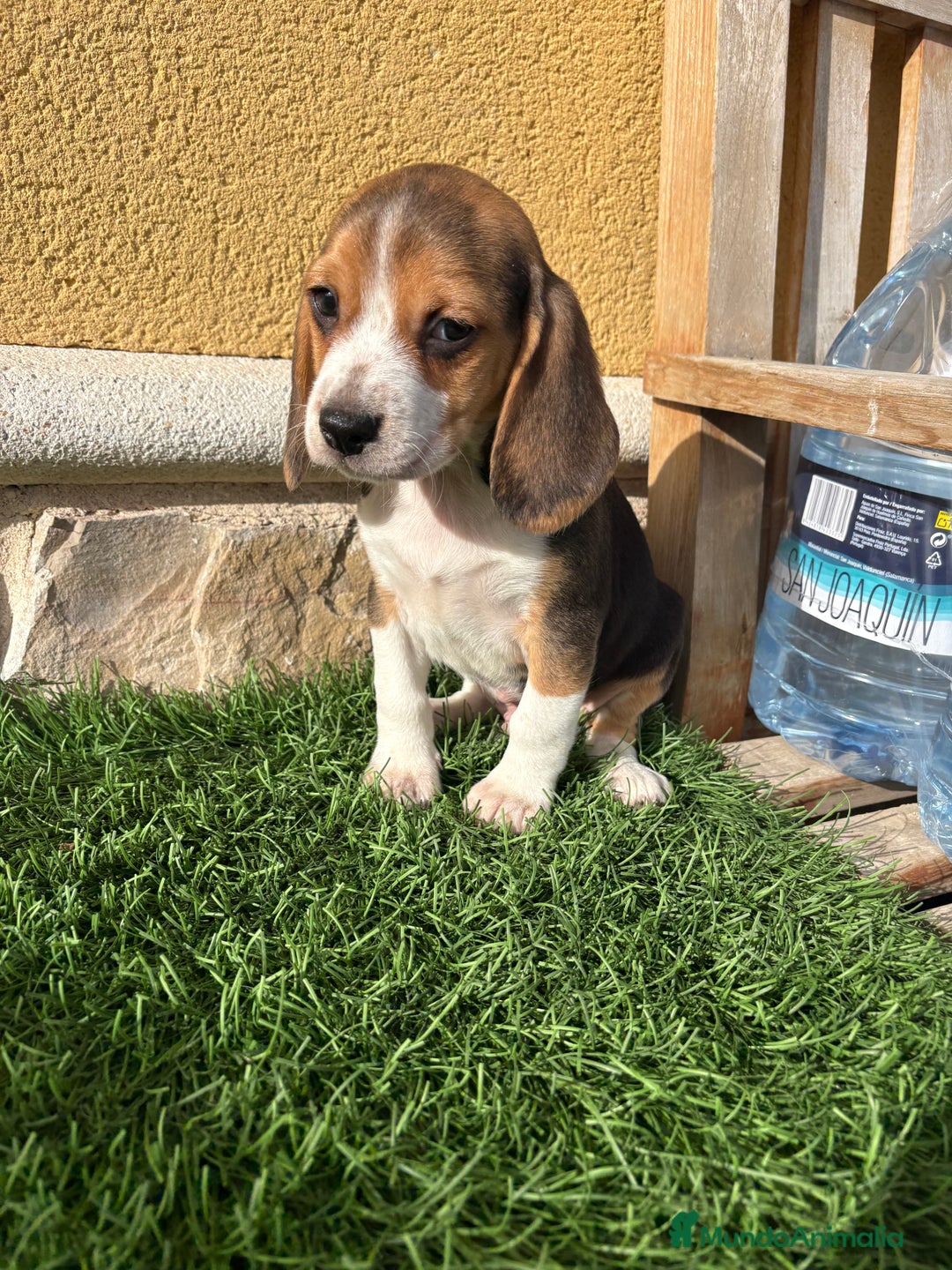 Beagle perros en venta: Beagle cachorro macho línea francesa  - Anuncio 11