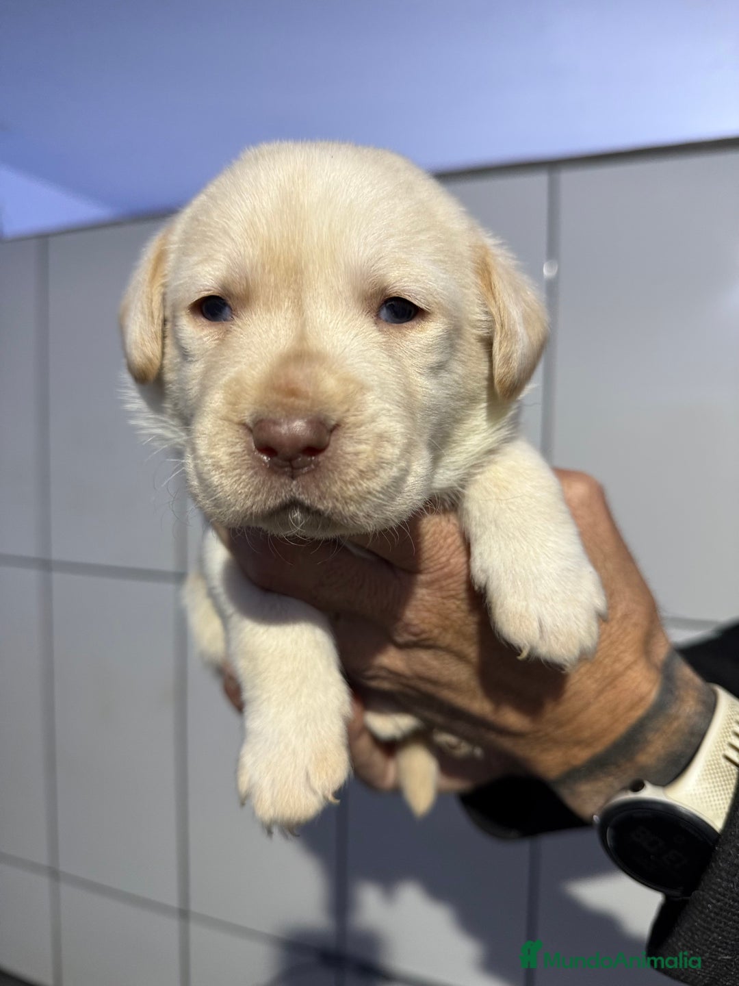 Labrador Retriever perros en venta: Camada labrador  - Anuncio 3