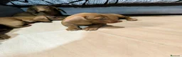 Teckel Miniatura perros en venta: Disponible Teckels miniatura de excelente calidad  - Anuncio 9
